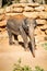 The Asian elephant, Jerusalem Biblical Zoo in Israel