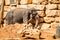 The Asian elephant, Jerusalem Biblical Zoo in Israel