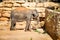 The Asian elephant, Jerusalem Biblical Zoo in Israel