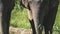 Asian elephant in jungle sanctuary partial view
