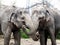 Asian Elephant Love