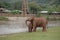 Asian Elephant in a nature at Elephant Nature Park, Chiang Mai. Thailand