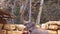 An Asian elephant picks food from a high place with the help of the trunk, and eats. Jerusalem Zoo