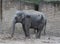 Asian elephant potrait