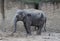 Asian elephant potrait