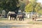 Asian Elephant at Prague Zoo, Czechia