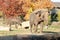 Asian Elephant at Prague Zoo, Czechia