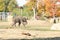 Asian Elephant at Prague Zoo, Czechia