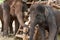 Asian elephant in protected nature park near chiang Mai