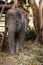 Asian elephant in protected nature park near chiang Mai