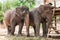 Asian elephant in protected nature park near chiang Mai