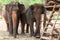 Asian elephant in protected nature park near chiang Mai