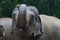 Asian Elephant In Rain