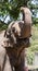 Asian elephant with raised truck