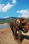 Asian elephant at river