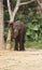 An Asian elephant rubbing up against a tree