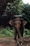 Asian elephant with saddle