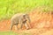 Asian Elephant in saltlick at Khao Yai national park, Thailand