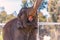 Asian elephant at the San Diego Zoo in summer lifts his trunk