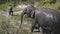 Asian elephant sanctuary thailand conservation