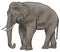 Asian Elephant Simple Illustration