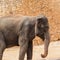 An Asian elephant standing in the sun