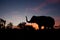 Asian Elephant at sunset