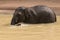 Asian elephant taking bath