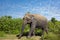 Asian elephant walking on the grass