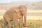 Asian elephant walking on the grassland close up