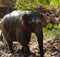 An Asian elephant walking in the jungle in Cambodia