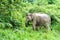 Asian Elephant in the wild life. Kui Buri National Park. Thailand