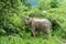 Asian Elephant in the wild life. Kui Buri National Park. Thailand