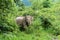 Asian Elephant in the wild life. Kui Buri National Park. Thailand