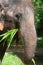 Asian elephant wildlife in nature