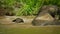 Asian elephants bathing themselves