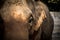 Asian elephants Close up