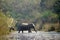 Asian elephants crossing the Karnali river, Bardia, Nepal