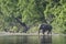 Asian elephants crossing the Karnali river, Bardia, Nepal