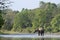 Asian elephants crossing the Karnali river, Bardia, Nepal