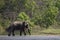 Asian elephants crossing the Karnali river, Bardia, Nepal