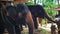 Asian elephants eating cane on the farm for entertainment tourists