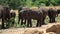 Asian elephants eating in Yala National Park