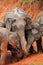 Asian Elephants feeding on salt lick