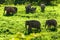 Asian elephants grazing on the green grassland