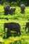 Asian elephants grazing on the green grassland