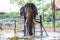 Asian elephants have beautiful tusks, chained, eating food in elephant camps