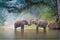 Asian Elephants in a natural river at deep forest