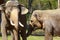 Asian elephants in Prague zoo