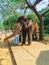 Asian elephants in sri lanka